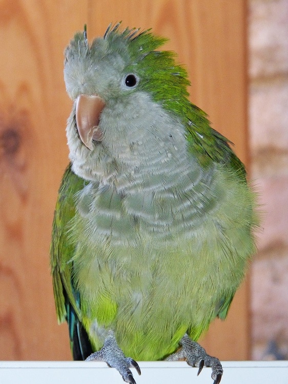 Perroquet quaker vert (perruche moine)