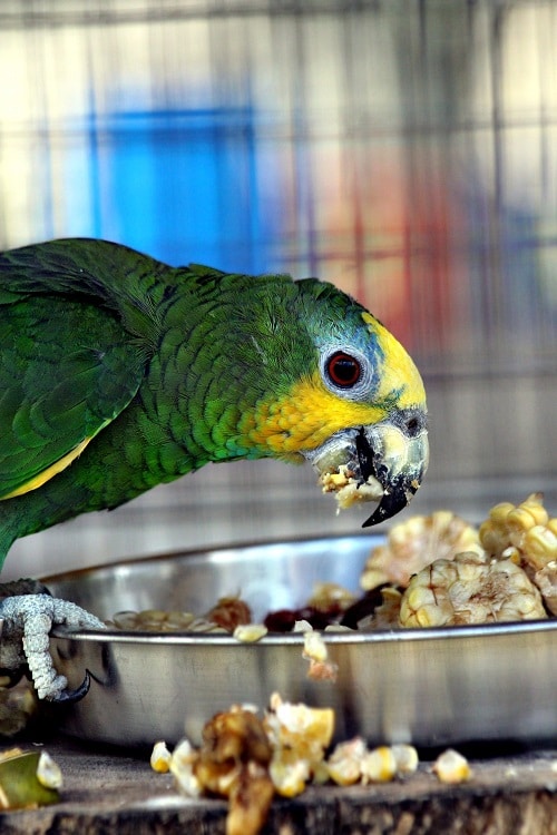 Gros plan sur un perroquet Amazone vert et jaune dégustant un bol de maïs.