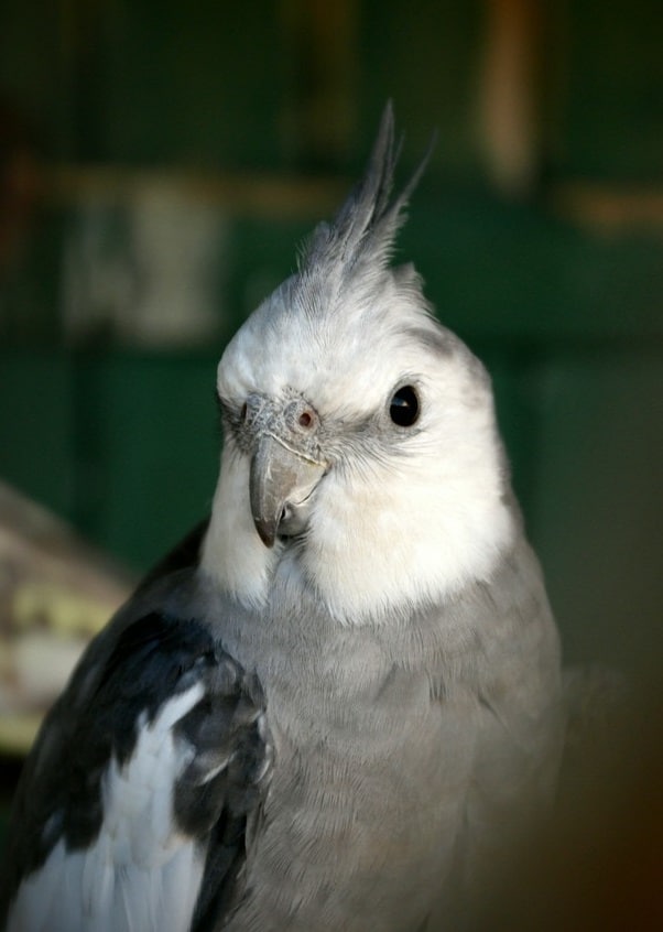 Perroquet calopsitte gris à face blanche.