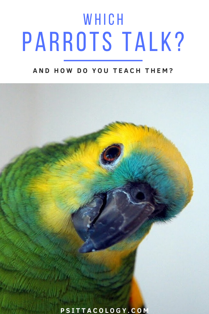 Curieux perroquet Amazone à tête inclinée |  Guide de ce que les perroquets parlent