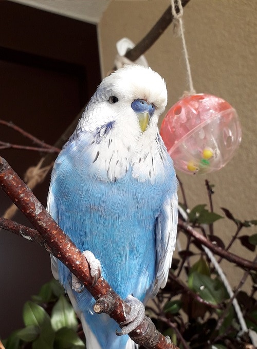 Perruche bleue mâle perchée sur une branche.  |  Guide de ce que les perroquets parlent