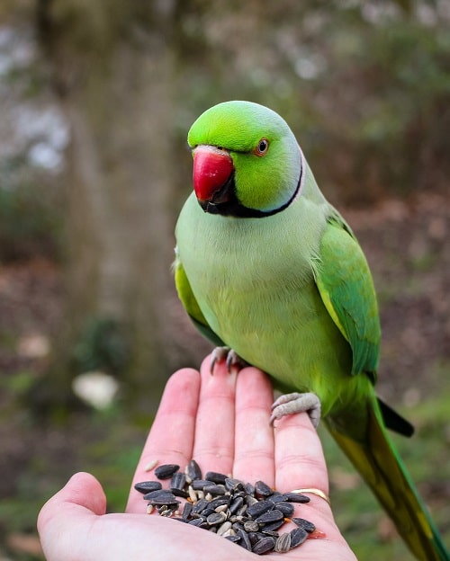 Perruche à collier indienne verte assise sur la main de l'homme remplie de graines de tournesol.  |  Guide sur ce que mangent les perruches