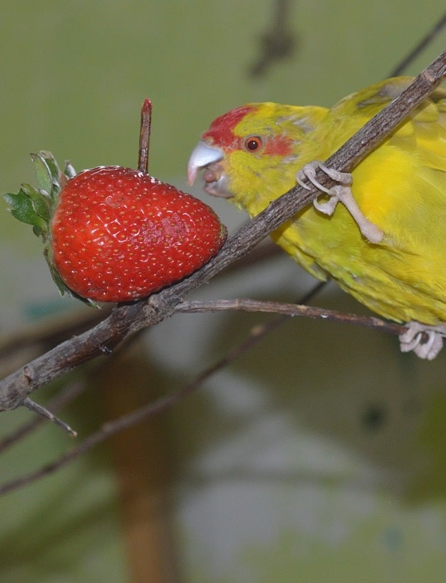 Perruche kakariki jaune mangeant des fraises.  |  Guide de ce que mangent les perruches