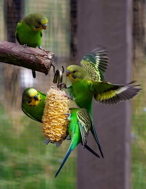 Quatre perroquets de perruche verte dans un environnement de volière mangeant un épi de maïs.  |  Guide sur ce que mangent les perruches