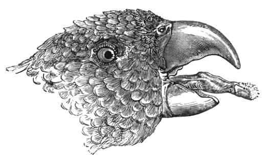 1872 illustration d'une tête de perroquet lory qui sort sa langue à pointe de pinceau.  |  Langue de Loriquet : tout savoir sur l'outil le plus étrange du monde des perroquets