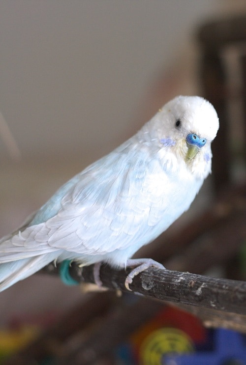 Perruche mâle bleu clair perchée sur un bâton |  9 oiseaux de compagnie silencieux
