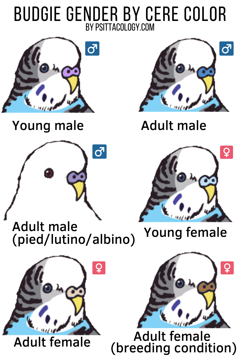 Tableau expliquant comment déterminer le sexe d'une perruche perruche par la couleur de sa cire |  Guide complet sur la façon de dire le sexe d'une perruche