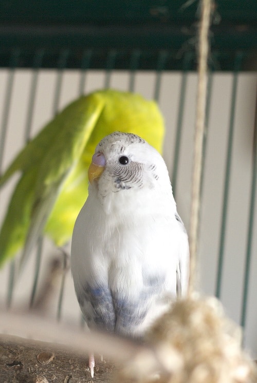 Perruche perruche blanche, bleue et noire (Melanopsittacus undulatus), un perroquet de compagnie populaire.