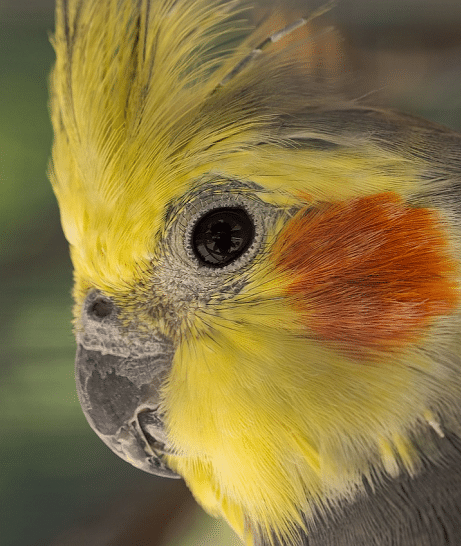 Gros plan sur un perroquet calopsitte mâle au visage jaune.