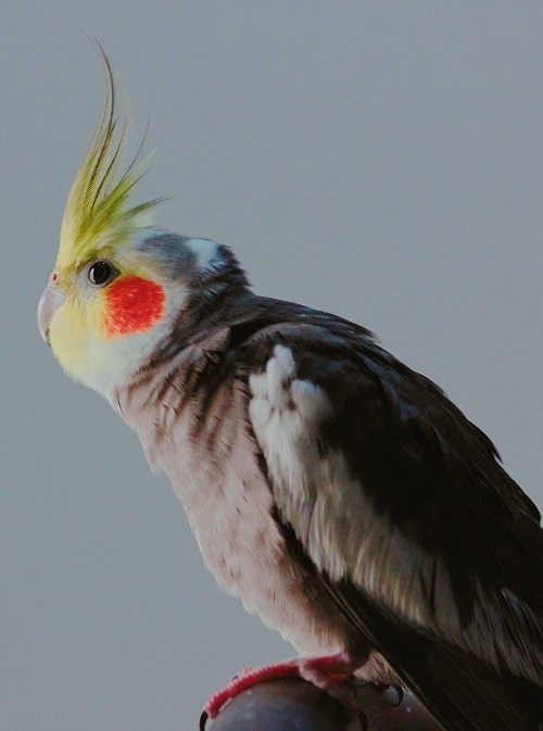 Male grey cockatiel (Nymphicus hollandicus) with yellow face and erect crest.
