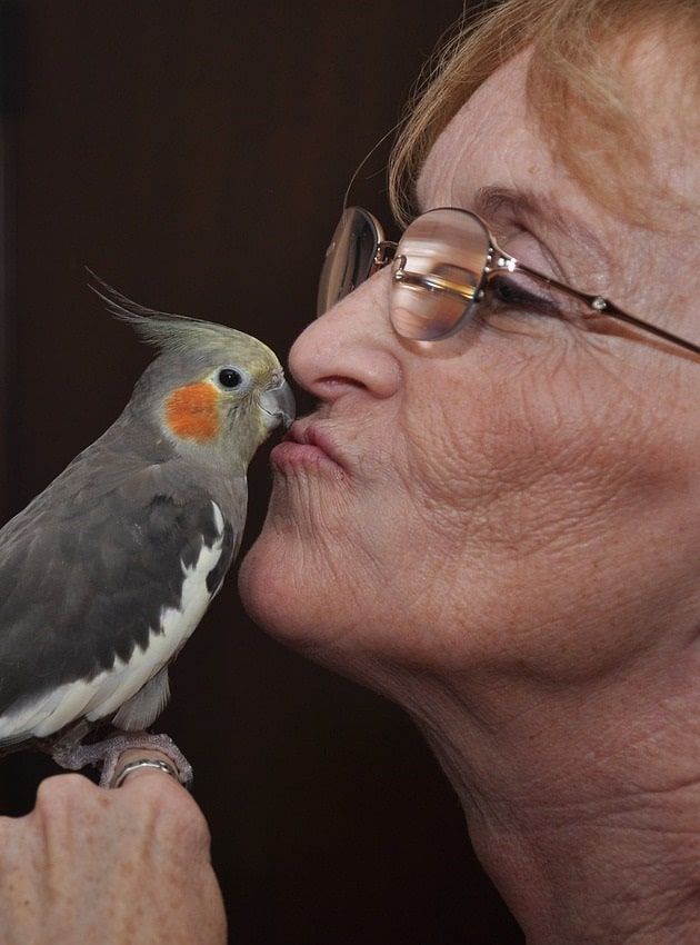 Woman kissing female grey cockatiel (Nymphicus hollandicus). | Guide to caring for a cockatiel