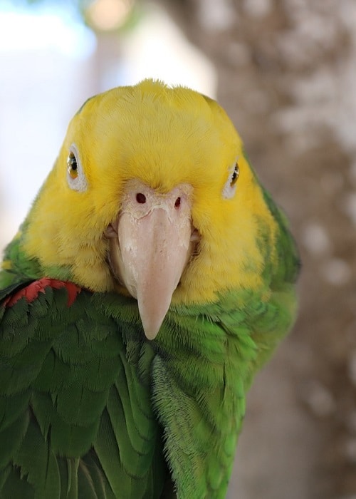 Headshot of double yellow headed Amazon parrot (Amazona oratrix).