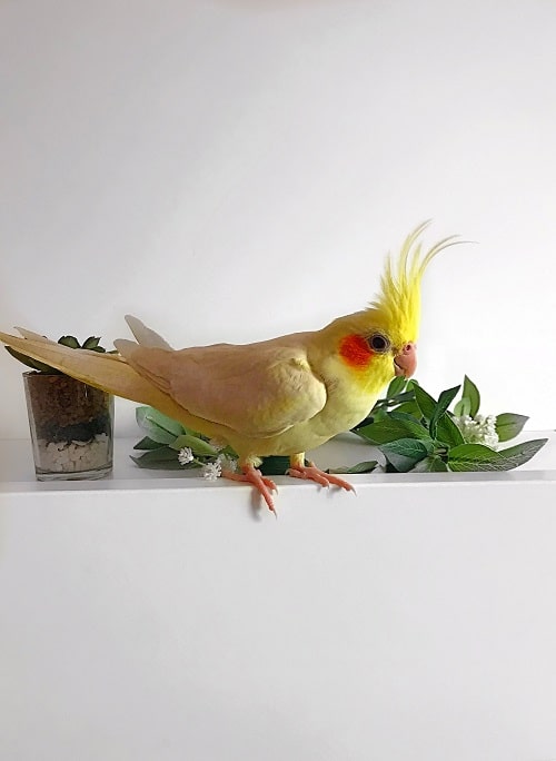 Le perroquet calopsitte jaune était assis sur une étagère blanche de décorations.