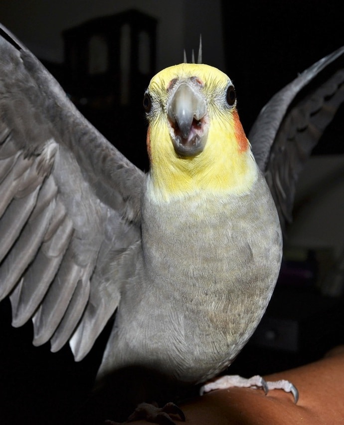Calopsitte grise à face jaune déployant ses ailes.