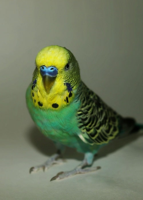 Perruche perruche mâle jaune et bleue |  Les perruches peuvent-elles apprendre à parler ?  Guide complet