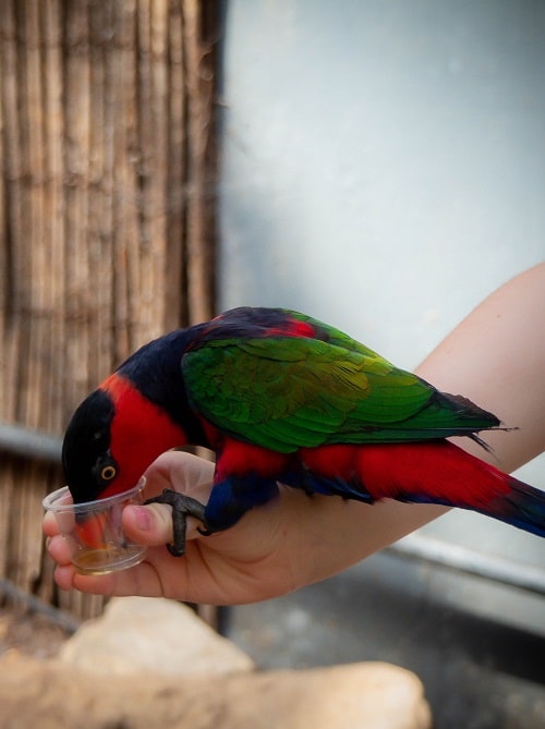 Loriquet à tête noire buvant du nectar dans une tasse tenue par la main humaine | Que mangent les perroquets? Guide diététique du perroquet