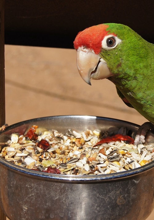Perroquet à conure à tête rouge assis sur un bol de nourriture en métal rempli de mélange de graines.