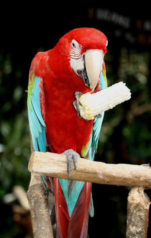 Perroquet ara rouge et bleu tenant et mangeant du maïs sur l’épi.