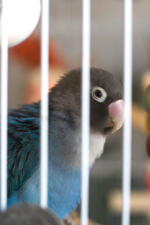 Mutation bleue d'un inséparable à collier jaune (Agapornis personatus), un perroquet de compagnie populaire.