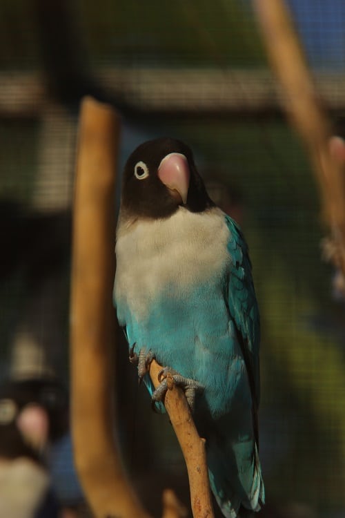 Mutation bleue d'un inséparable à collier jaune (Agapornis personatus), un perroquet de compagnie populaire.