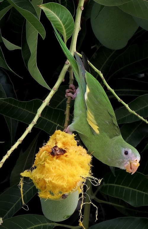 Petit perroquet vert tête en bas mangeant une mangue verte.
