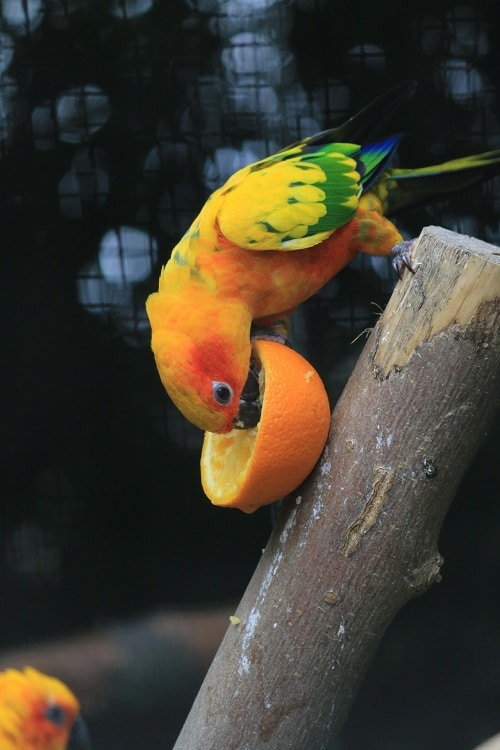 Parot conure soleil (genre Aratinga) appréciant une orange coupée en deux.
