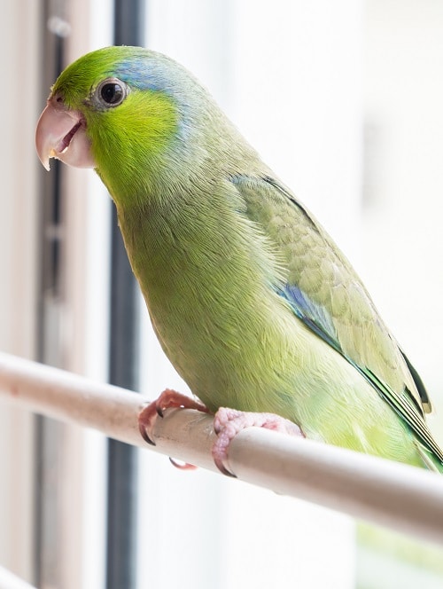 Forpus coelestis ou perroquet du Pacifique, un perroquet de compagnie populaire.