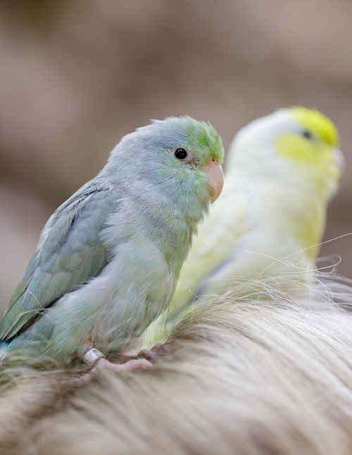Un bleu et un vert (arrière-plan) perroquet du Pacifique (Forpus coelestis0 sur la tête d'une personne.