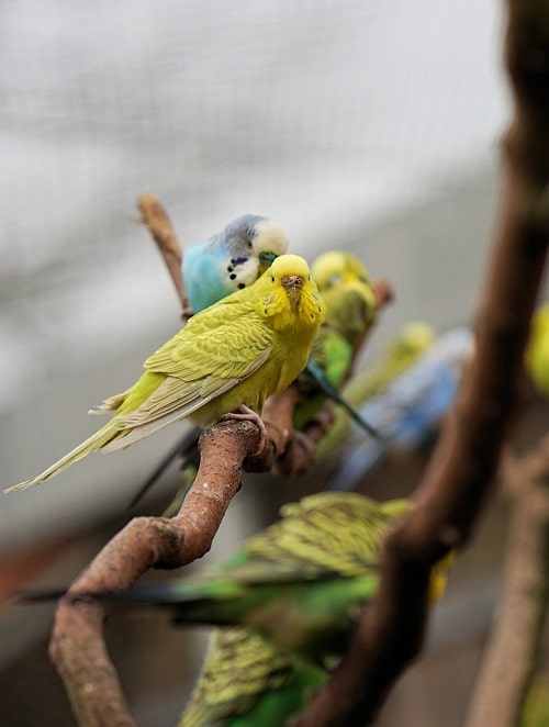 Un groupe de perruches dans une volière perchées sur des branches avec une femelle jaune-vert devant.