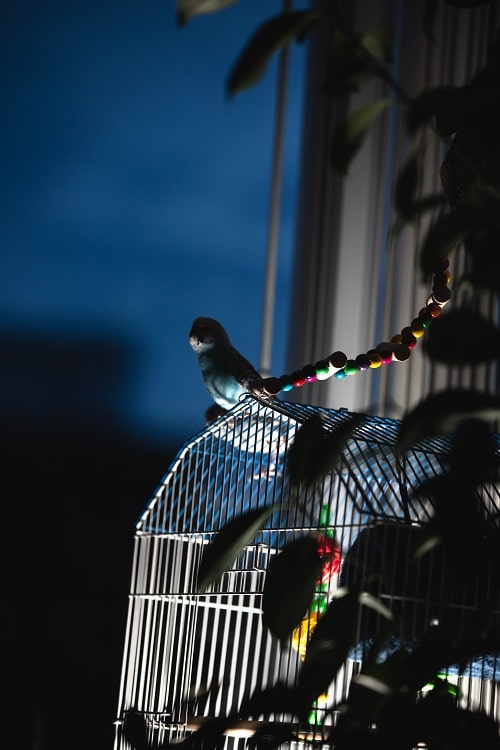 Perruche perruche (Melopsittacus undulatus, un petit perroquet populaire) sur une cage la nuit.