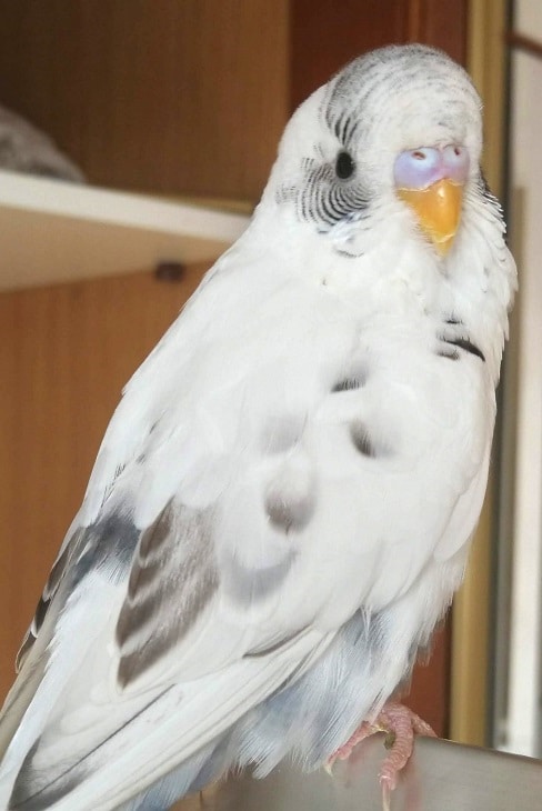 Perruche perruche mâle pied blanc et noir (Melopsittacus undulatus), un perroquet de compagnie populaire.