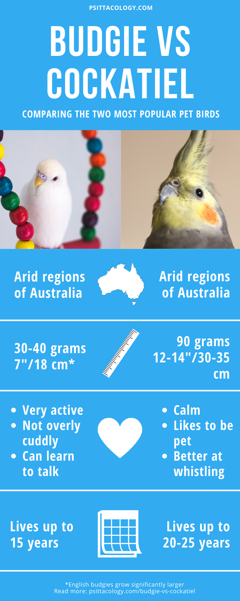 Infographie comparant perruches et calopsittes |  Perruche vs calopsitte : trouvez l'oiseau qui vous convient