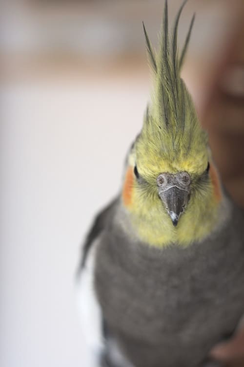 Perroquet calopsitte mâle de type sauvage (Nymphicus hollandicus), un oiseau de compagnie populaire.