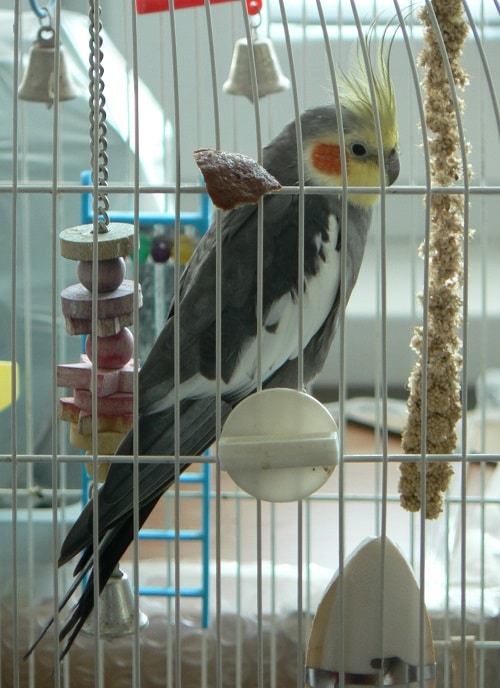 Perroquet calopsitte dans sa cage, photographié derrière les barreaux.