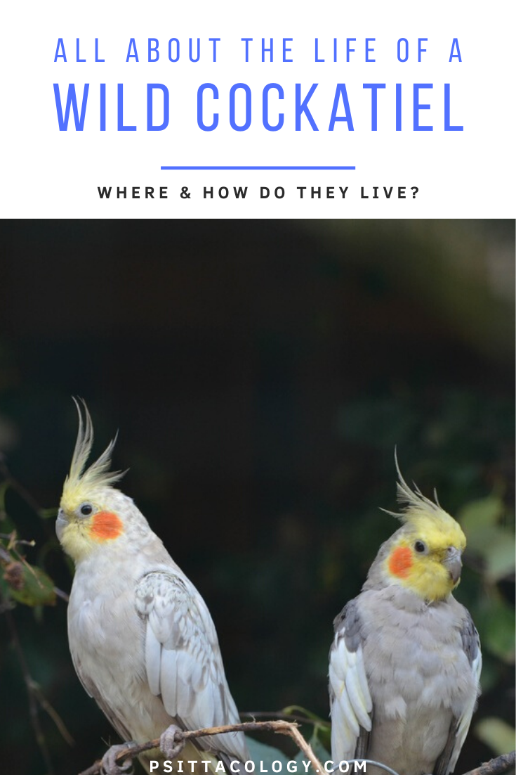 Deux perroquets calopsittes sur une branche - Tout savoir sur la vie d'une calopsitte à l'état sauvage