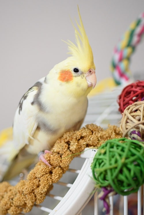 Pied cockatiel sitting on top of cage with yellow millet spray. | Guide to caring for a cockatiels