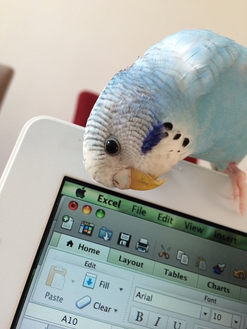 Perruche bleue juvénile assise sur un ordinateur portable Apple.
