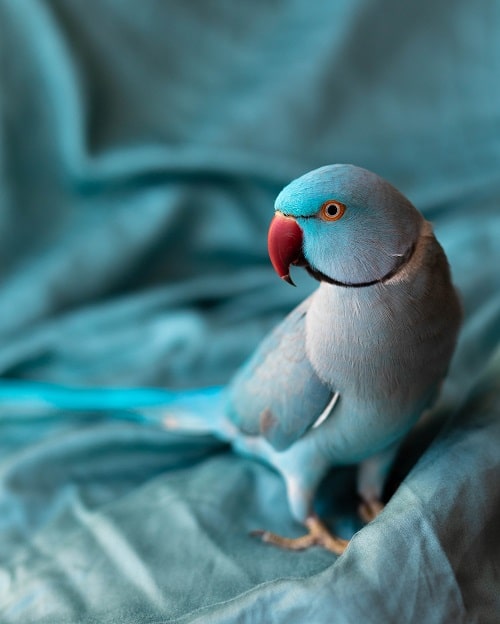 Perruche à collier indienne bleue debout sur un tissu bleu.  |  Guide de la durée de vie des perruches