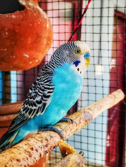 Perruche perruche mâle bleu assis sur un perchoir.  |  Combien de temps vivent les perroquets ?  Guide complet de la durée de vie des perroquets.