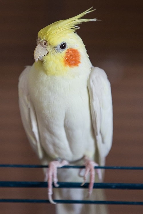 Cockatiel jaune assis sur des fils de cage sur fond marron.