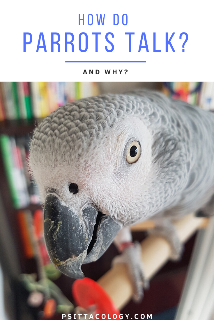 Close-up de perroquet gris d'Afrique curieux |  Guide complet sur comment et pourquoi les perroquets parlent