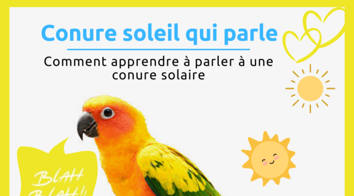 Conure soleil qui parle