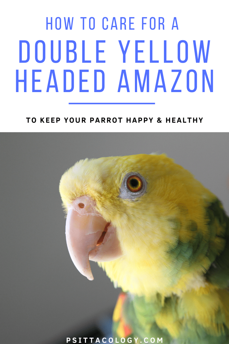Photo de gros plan de perroquet amazonien jaune à deux têtes | Amazona oratrix care & info