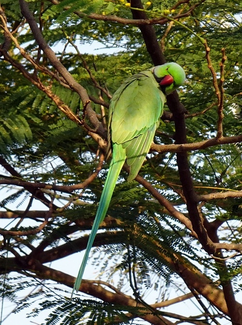 Perroquet à collier indien vert se lissant dans l'arbre