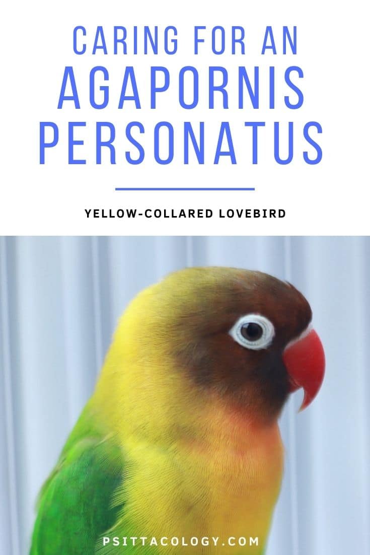 Inséparable à collier jaune (Agapornis personatus), un perroquet de compagnie populaire.