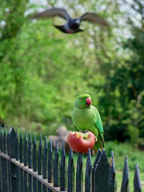 Perroquet à collier indien assis sur une clôture mangeant une pomme entière.