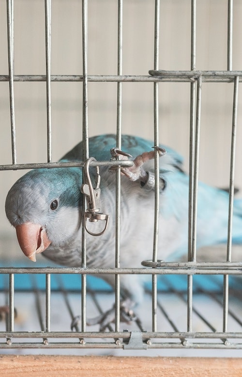 Perroquet quaker bleu ouvrant la porte de la cage avec son pied et sortant la tête.