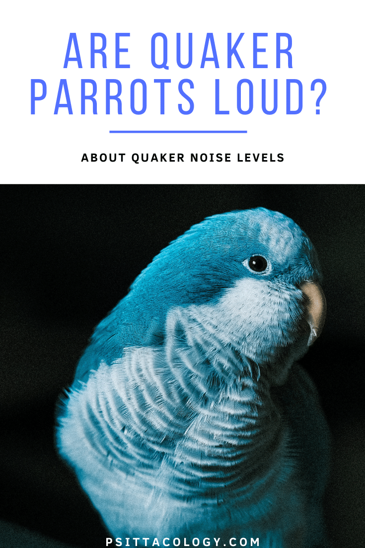 Tête de perroquet quaker bleu.  |  Les perroquets quaker sont-ils bruyants ?