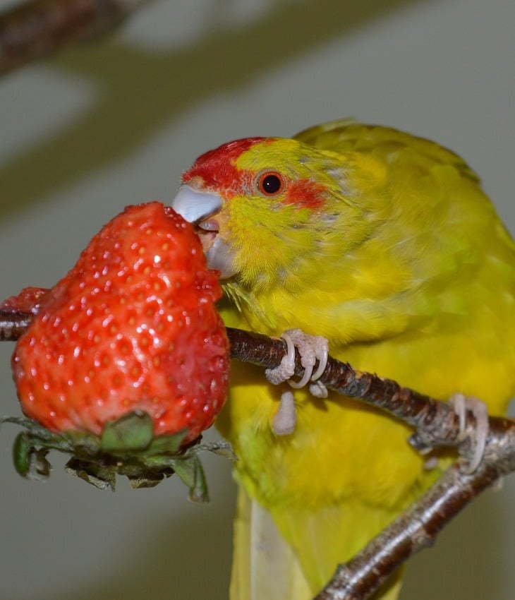 Une perruche à couronne rouge (communément appelée Kakariki) dégustant une fraise.