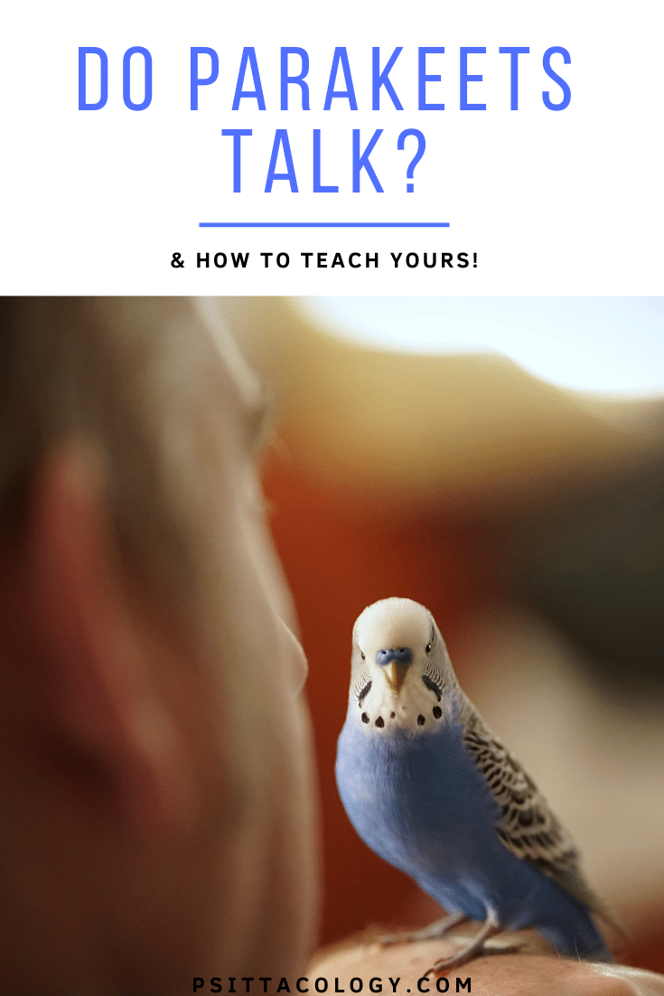 Perruche perruche mâle bleu et blanc sur la main de la personne |  Les perruches peuvent-elles parler ?  Guide complet.